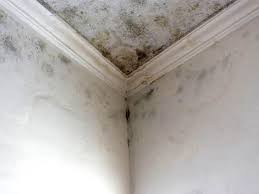 Best Mold Odor Removal Services  in Isla Vista, CA