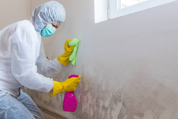 Best Industrial Mold Remediation  in Isla Vista, CA